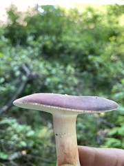 Russula mariae
