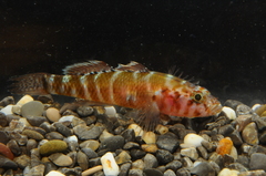 Gammogobius steinitzi