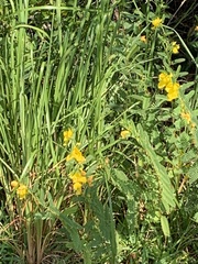 Chamaecrista fasciculata