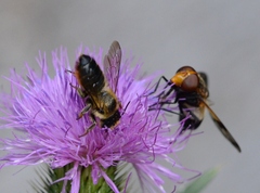 Megachilidae