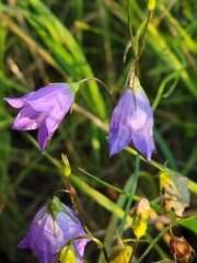 Campanula rotundifolia