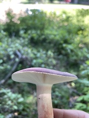Russula mariae