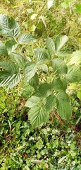 Corylus avellana