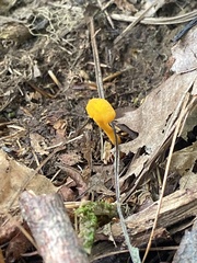 Cantharellus minor