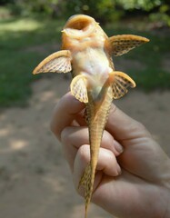 Hypostomus