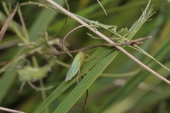 Cicadella viridis