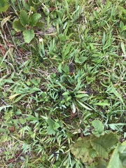 Iridaceae