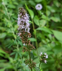 Mentha spicata