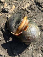 Pomacea maculata