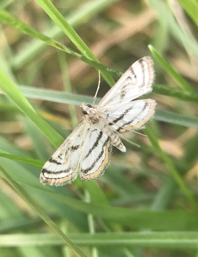 Chestnut-marked Pondweed Moth photo 4