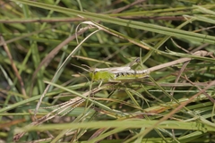 Pseudochorthippus montanus