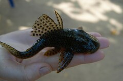 Hypostomus