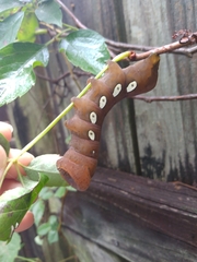 Eumorpha pandorus