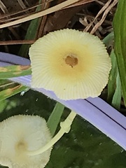 Leucocoprinus fragilissimus