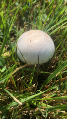 Agaricaceae