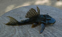 Hypostomus