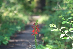 Lobelia cardinalis