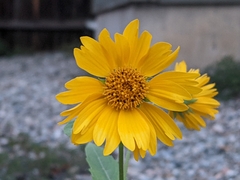 Verbesina encelioides