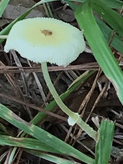 Leucocoprinus fragilissimus