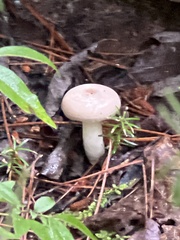 Russula fragilis