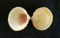 Dallocardia senticosa
