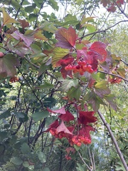 Viburnum opulus americanum