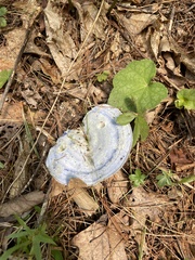 Lactarius indigo