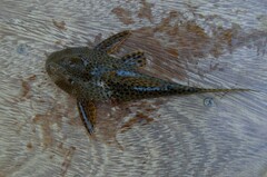 Hypostomus