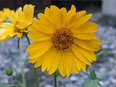 Verbesina encelioides