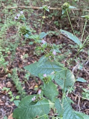 Elephantopus carolinianus