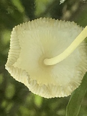 Leucocoprinus fragilissimus