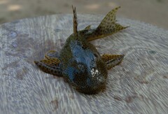 Hypostomus