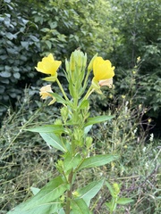 Oenothera pilosella