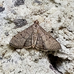 Herpetogramma phaeopteralis