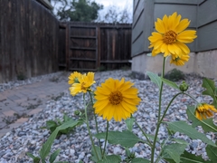 Verbesina encelioides