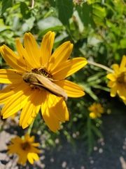 Atalopedes campestris