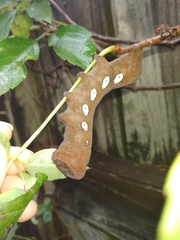 Eumorpha pandorus