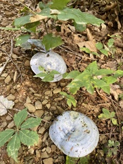 Lactarius indigo