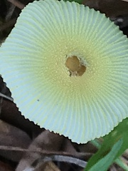 Leucocoprinus fragilissimus