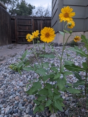 Verbesina encelioides