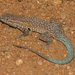 Side-blotched Lizards - Photo (c) J. N. Stuart, some rights reserved (CC BY-NC-ND)