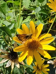 Atalopedes campestris