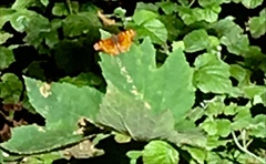 Polygonia satyrus