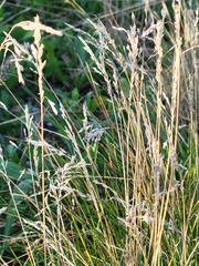 Poa pratensis