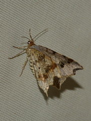 Macaria alternata
