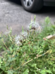 Lactuca serriola