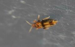 Thysanoptera