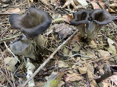 Craterellus