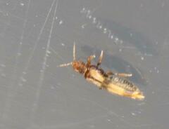 Thysanoptera