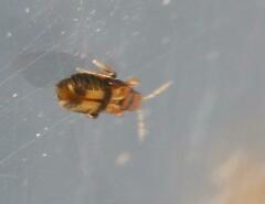 Thysanoptera